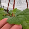 Piggyback Plant - 1 Live Plant, 6 inch Hanging Pot - Houseplant - Image 1