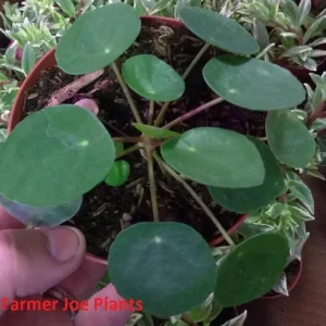 Pilea Peperomioides Live Plant – Chinese Money Plant – 4 inch Pot – Indoor - Image 1