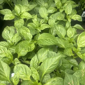 Pimento Elite Sweet Pepper Live Plants - 3 Pack, Ready to Plant, Garden & Patio - Image 3