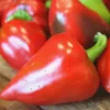 Pimento Elite Sweet Pepper Live Plants - 3 Pack, Ready to Plant, Garden & Patio - Image 1