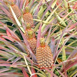 Pineapple Plant Live - Florida Special Fruit Tree - Ananas comosus - Image 2