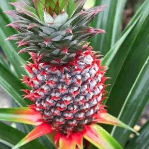 Pineapple Plant Live - Florida Special Fruit Tree - Ananas comosus - Image 3