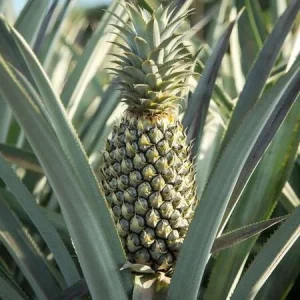 Pineapple Plant Live - Florida Special Fruit Tree - Ananas comosus - Image 4