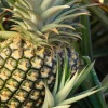 Pineapple Plant Live - Florida Special Fruit Tree - Ananas comosus - Image 1
