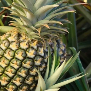 Pineapple Plant Live - Florida Special Fruit Tree - Ananas comosus - Image 1