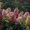 Pink Diamond Hydrangea Paniculata Live Plant – Starter Shrub – 6-8 Inch - Image 1