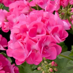 Pink Geranium Live Plant - Pelargonium Flowering Plant 2-5" Tall for Garden, Patio - Image 2