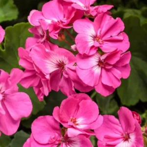 Pink Geranium Live Plant - Pelargonium Flowering Plant 2-5