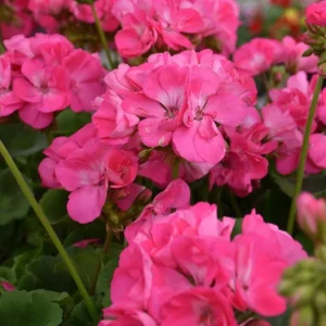 Pink Geranium Live Plant - Pelargonium Flowering Plant 2-5