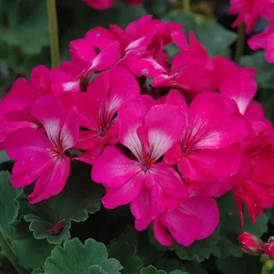 Pink Geranium Live Plant - Pelargonium Flowering Plant 2-5