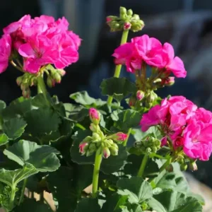 Pink Geranium Live Plant - Pelargonium Flowering Plant 2-5