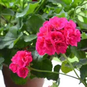 Pink Geranium Live Plant - Pelargonium Flowering Plant 2-5