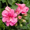 Pink Geranium Live Plant - Pelargonium Flowering Plant 2-5" Tall for Garden, Patio - Image 1