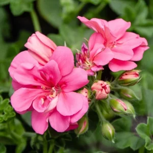 Pink Geranium Live Plant - Pelargonium Flowering Plant 2-5" Tall for Garden, Patio - Image 1