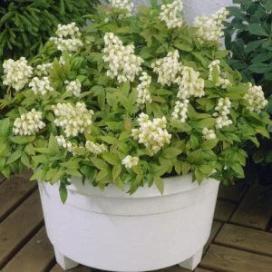 Pink Lemonade Blueberry Bush Live Plant - Dwarf Fruit Tree Starter - Image 10