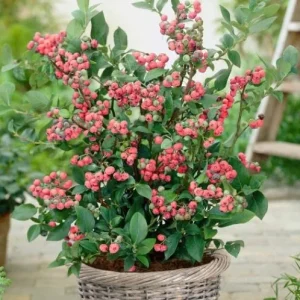 Pink Lemonade Blueberry Bush Live Plant - Dwarf Fruit Tree Starter - Image 2