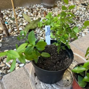 Pink Lemonade Blueberry Bush Live Plant - Dwarf Fruit Tree Starter - Image 3