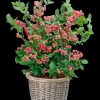 Pink Lemonade Blueberry Bush Live Plant - Dwarf Fruit Tree Starter - Image 1