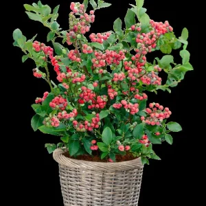 Pink Lemonade Blueberry Bush Live Plant - Dwarf Fruit Tree Starter - Image 1