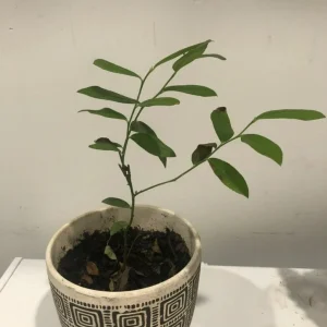 Pink Lemonade Blueberry Bush Live Plant - Dwarf Fruit Tree Starter - Image 4