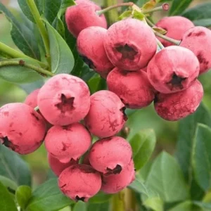 Pink Lemonade Blueberry Bush Live Plant - Dwarf Fruit Tree Starter - Image 6