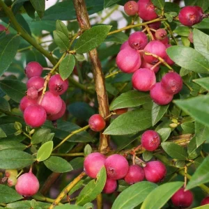 Pink Lemonade Blueberry Bush Live Plant - Dwarf Fruit Tree Starter - Image 7