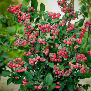 Pink Lemonade Blueberry Bush Live Plant - Dwarf Fruit Tree Starter - Image 8