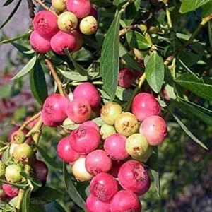 Pink Lemonade Blueberry Bush Live Plant - Dwarf Fruit Tree Starter - Image 9