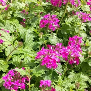 Pink Perennial Verbena Live Plant - Canadensis - 4 inch Pot - Outdoor Flower - Image 2