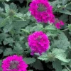 Pink Perennial Verbena Live Plant - Canadensis - 4 inch Pot - Outdoor Flower - Image 1