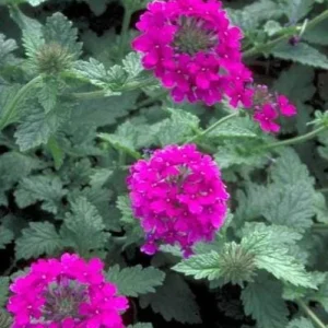 Pink Perennial Verbena Live Plant - Canadensis - 4 inch Pot - Outdoor Flower - Image 1