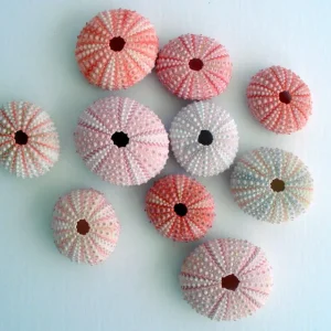 Pink Sea Urchin Shell Air Plant Holder - Natural Seashell Decor 1-3 inch - Image 2