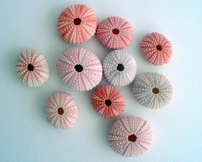 Pink Sea Urchin Shell Air Plant Holder - Natural Seashell Decor 1-3 inch - Image 2