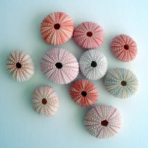 Pink Sea Urchin Shell Air Plant Holder - Natural Seashell Decor 1-3 inch - Image 3