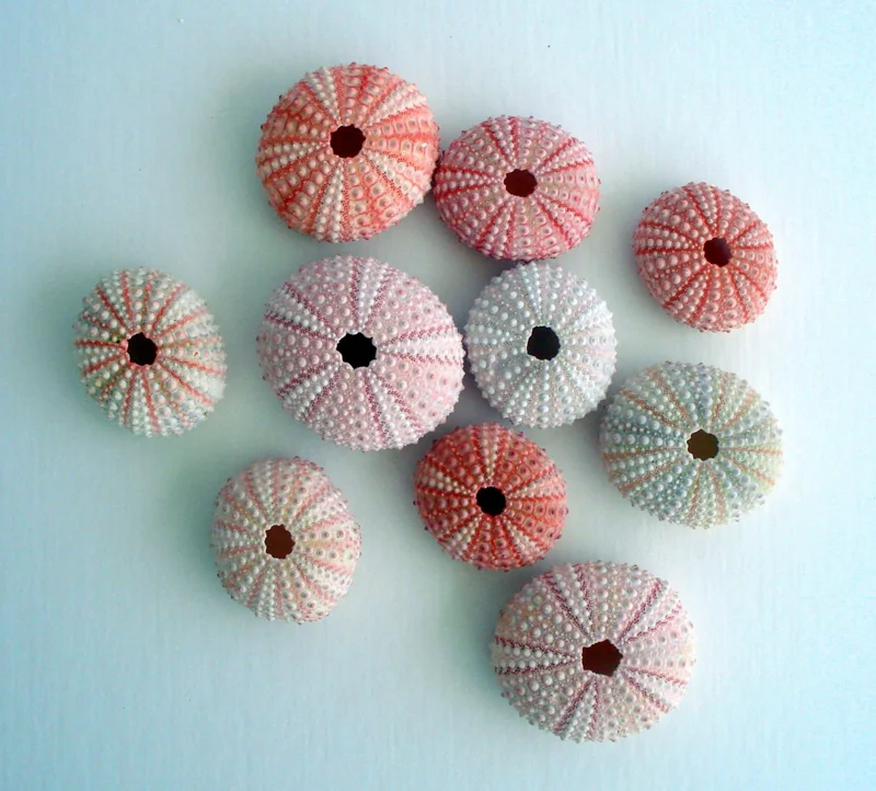 Pink Sea Urchin Shell Air Plant Holder - Natural Seashell Decor 1-3 inch - Image 3