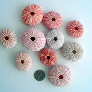 Pink Sea Urchin Shell Air Plant Holder - Natural Seashell Decor 1-3 inch - Image 4