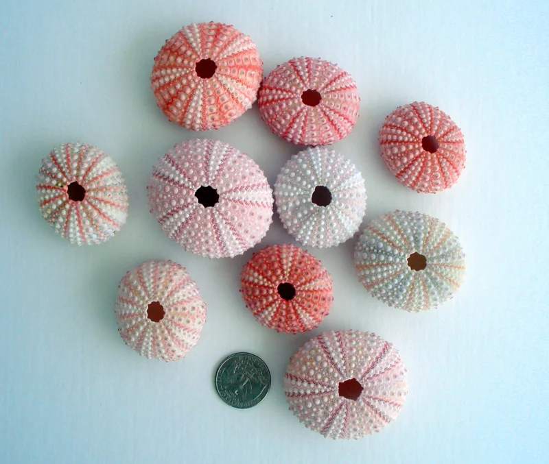 Pink Sea Urchin Shell Air Plant Holder - Natural Seashell Decor 1-3 inch - Image 4