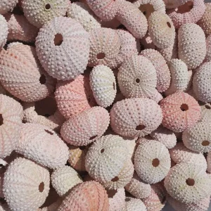 Pink Sea Urchin Shell Air Plant Holder - Natural Seashell Decor 1-3 inch - Image 5