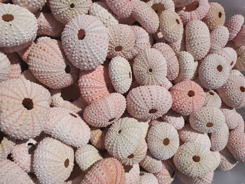 Pink Sea Urchin Shell Air Plant Holder - Natural Seashell Decor 1-3 inch - Image 5