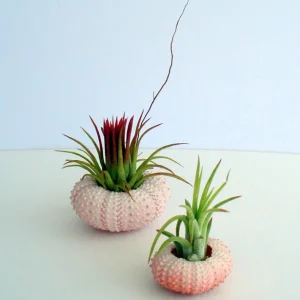 Pink Sea Urchin Shell Air Plant Holder - Natural Seashell Decor 1-3 inch - Image 6