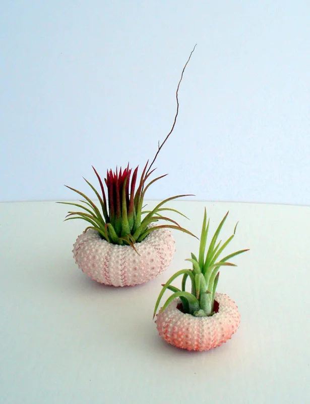 Pink Sea Urchin Shell Air Plant Holder - Natural Seashell Decor 1-3 inch - Image 6