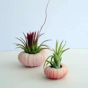 Pink Sea Urchin Shell Air Plant Holder - Natural Seashell Decor 1-3 inch - Image 7