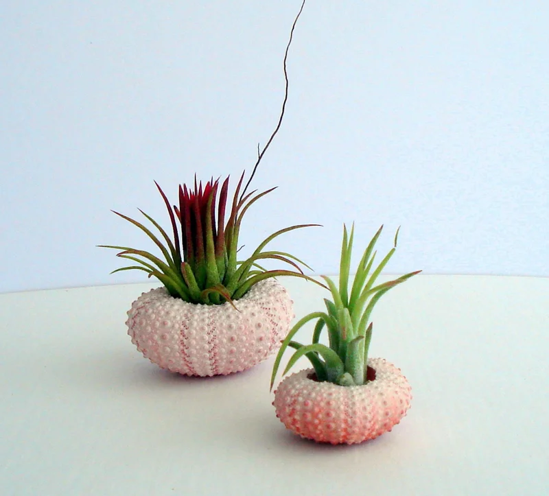 Pink Sea Urchin Shell Air Plant Holder - Natural Seashell Decor 1-3 inch - Image 7
