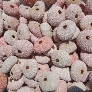 Pink Sea Urchin Shell Air Plant Holder - Natural Seashell Decor 1-3 inch - Image 1