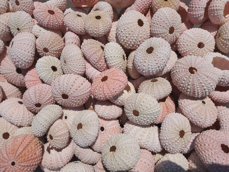 Pink Sea Urchin Shell Air Plant Holder - Natural Seashell Decor 1-3 inch - Image 1