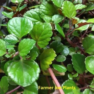 Plectranthus Swedish Ivy Purple Trailing Live Plant - 3.25