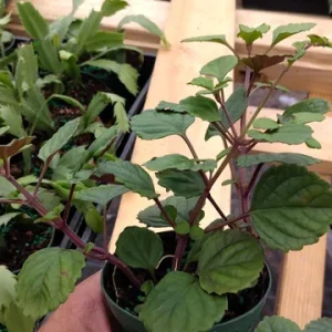 Plectranthus Swedish Ivy Purple Trailing Live Plant - 3.25
