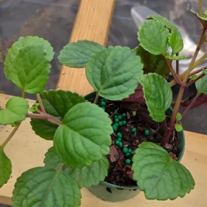 Plectranthus Swedish Ivy Purple Trailing Live Plant - 3.25