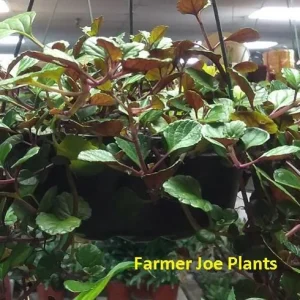 Plectranthus Swedish Ivy Purple Trailing Live Plant - 3.25