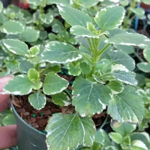Plectranthus Swedish Ivy White Variegated Live Plant 3.25 Inch Pot Indoor - Image 2